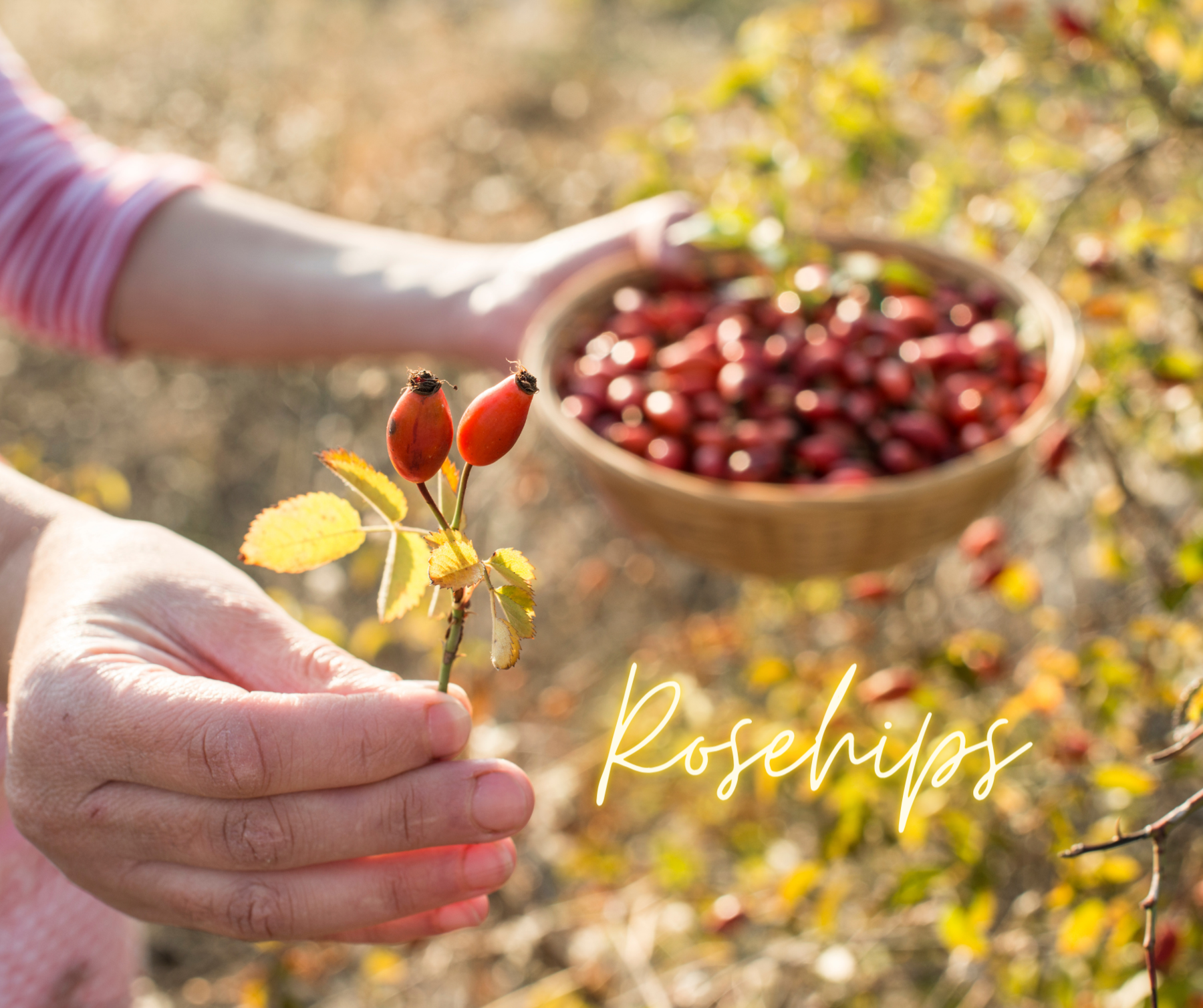 Rosehips-5