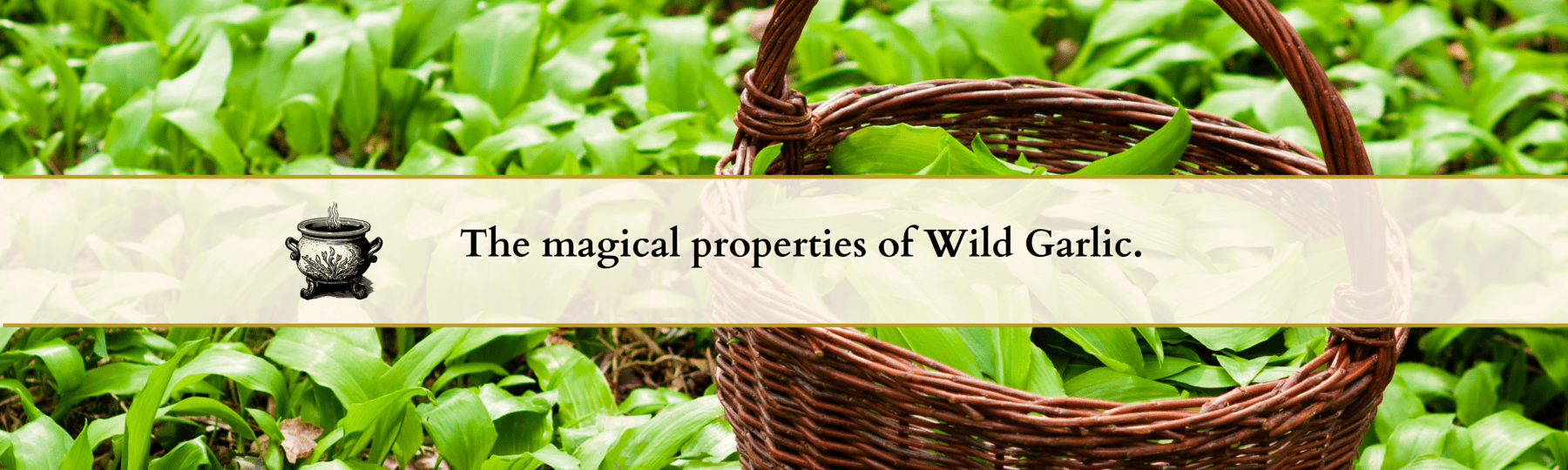wild garlic banner