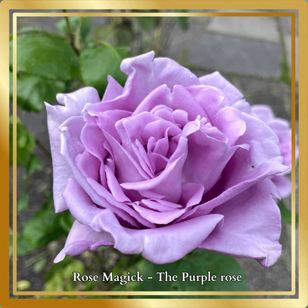 Rose Purple