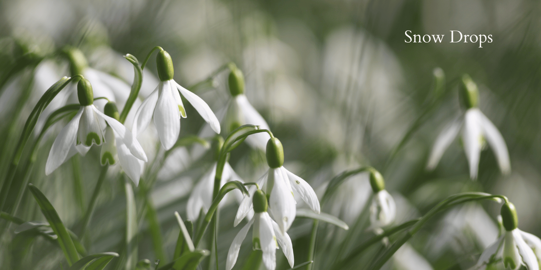 Snow Drops-3