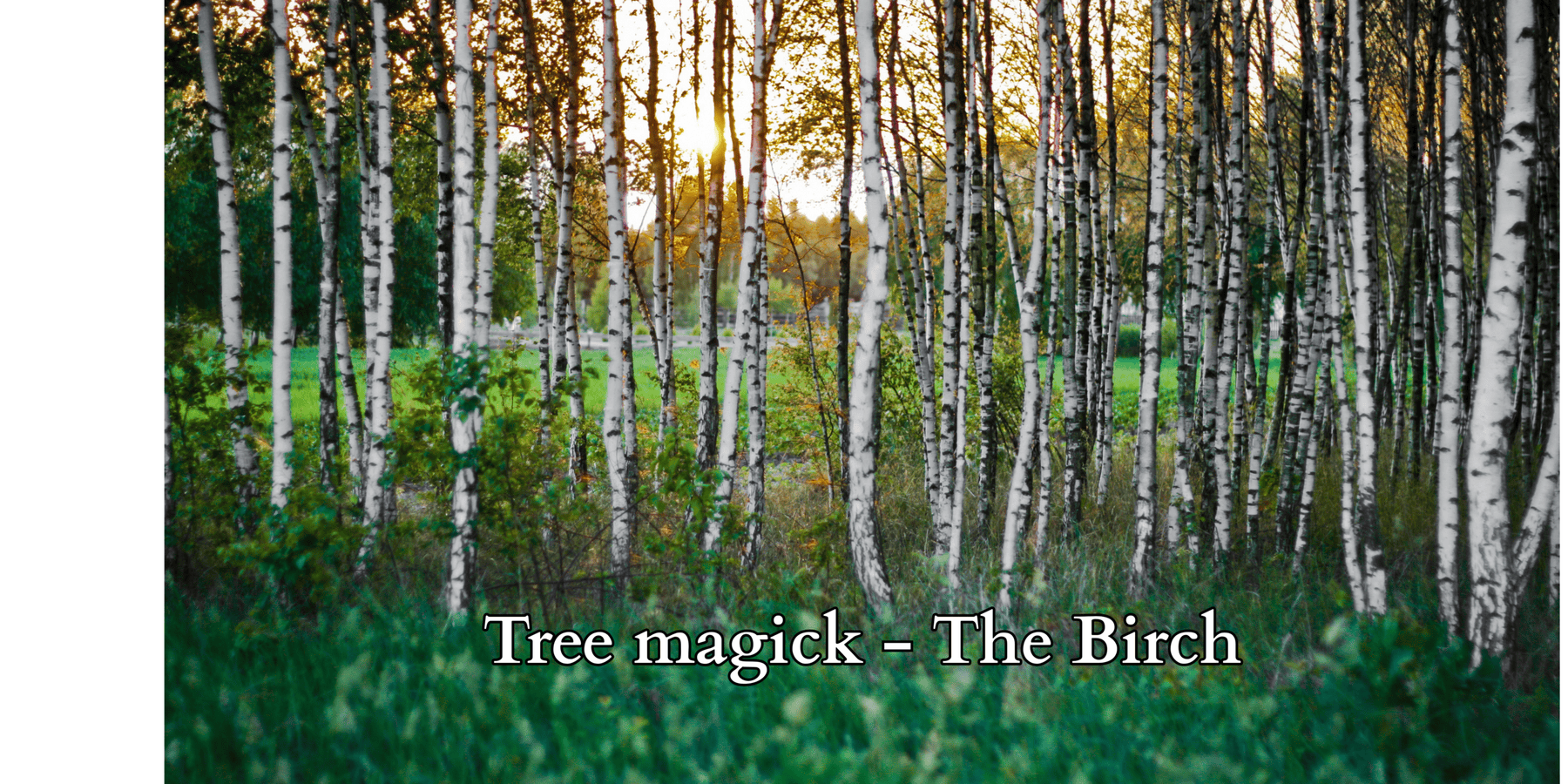Tree magick - The birch-2