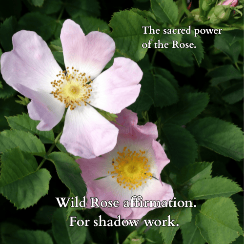 Wild rose