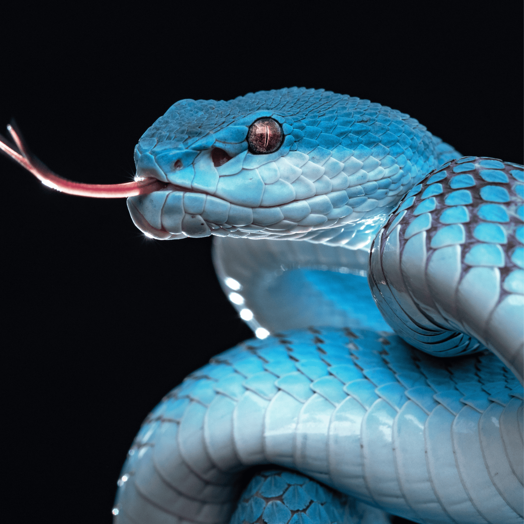 Connect & Create Animal Guide Kits - Image 7